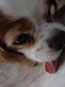 Charlie does a quality check on the sheepskin - yes it's real!