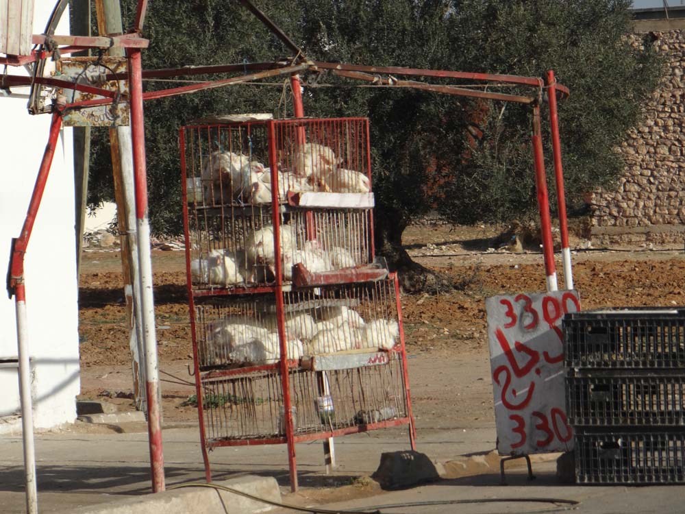 Chickens for sale on the exit of Sfax, for about £1.50 each.