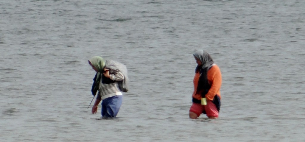 Women way out in the sea collecting food