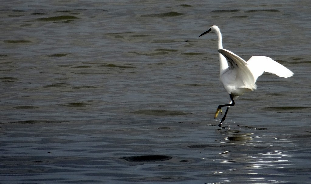 This bird is reminding me of Basil Fawlty by the way it is strutting around