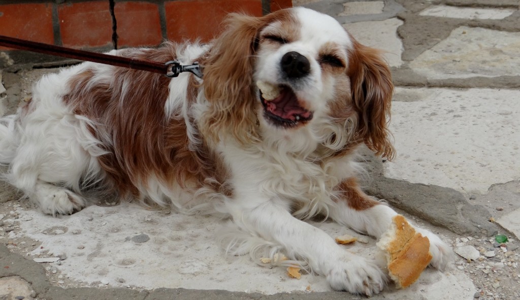 Charlie finds a snack in Mahdia