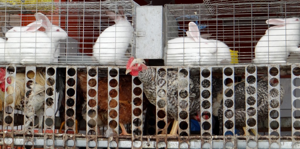 Mahdia market meat section