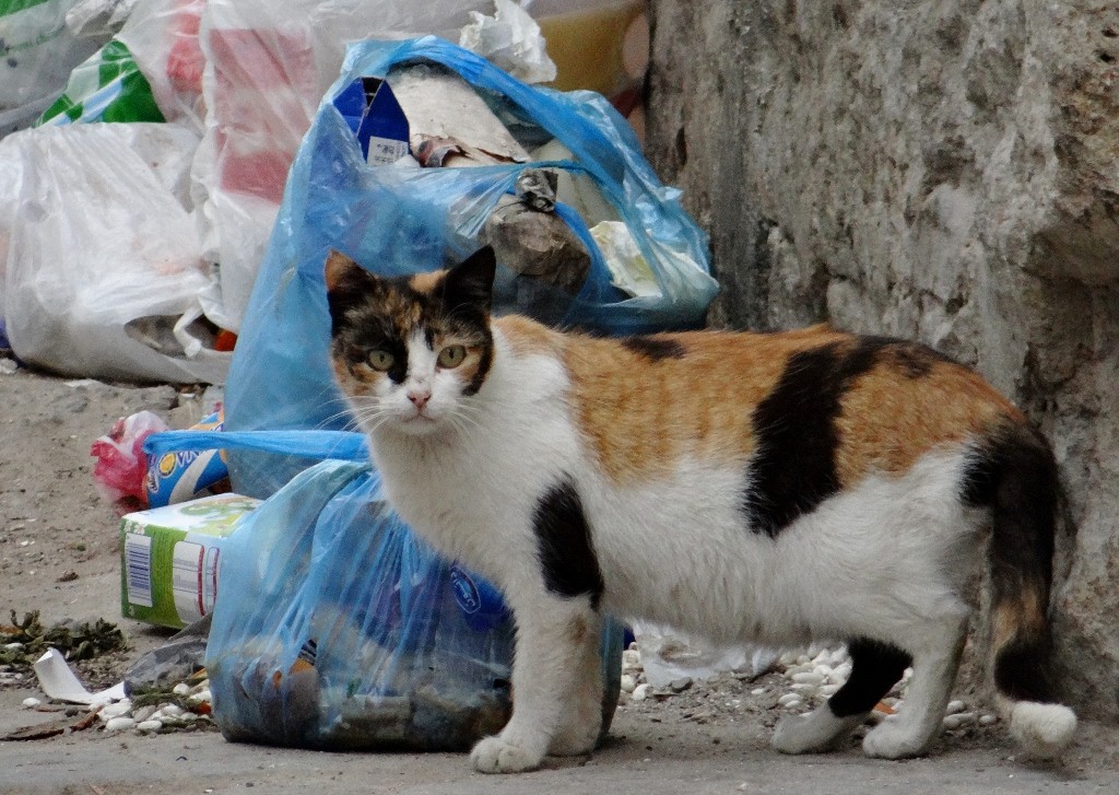Local cat spots pooch in the medina!