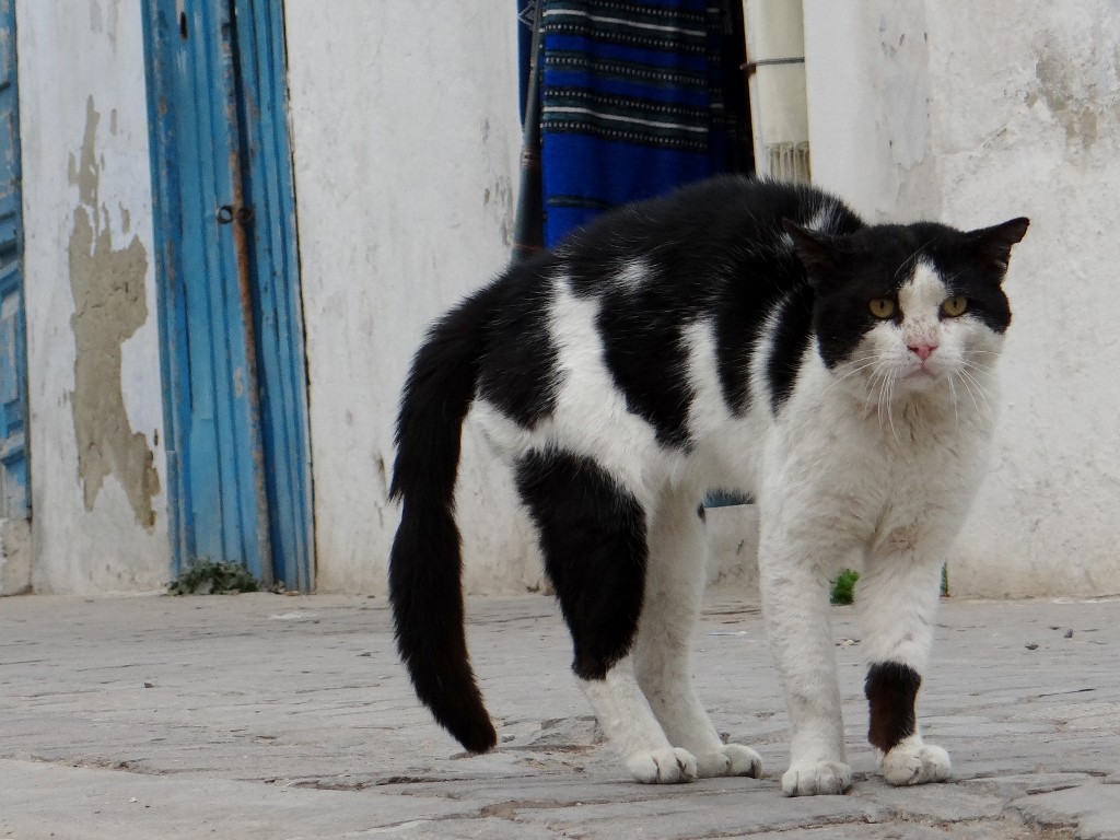 Yes, this place is teeming with cats and they all spot Charlie a mile off!