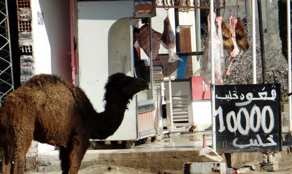 Hope this poor camel didn't see what happened to his two mates - although I suspect he did which is why he's hiding in the shadows.
