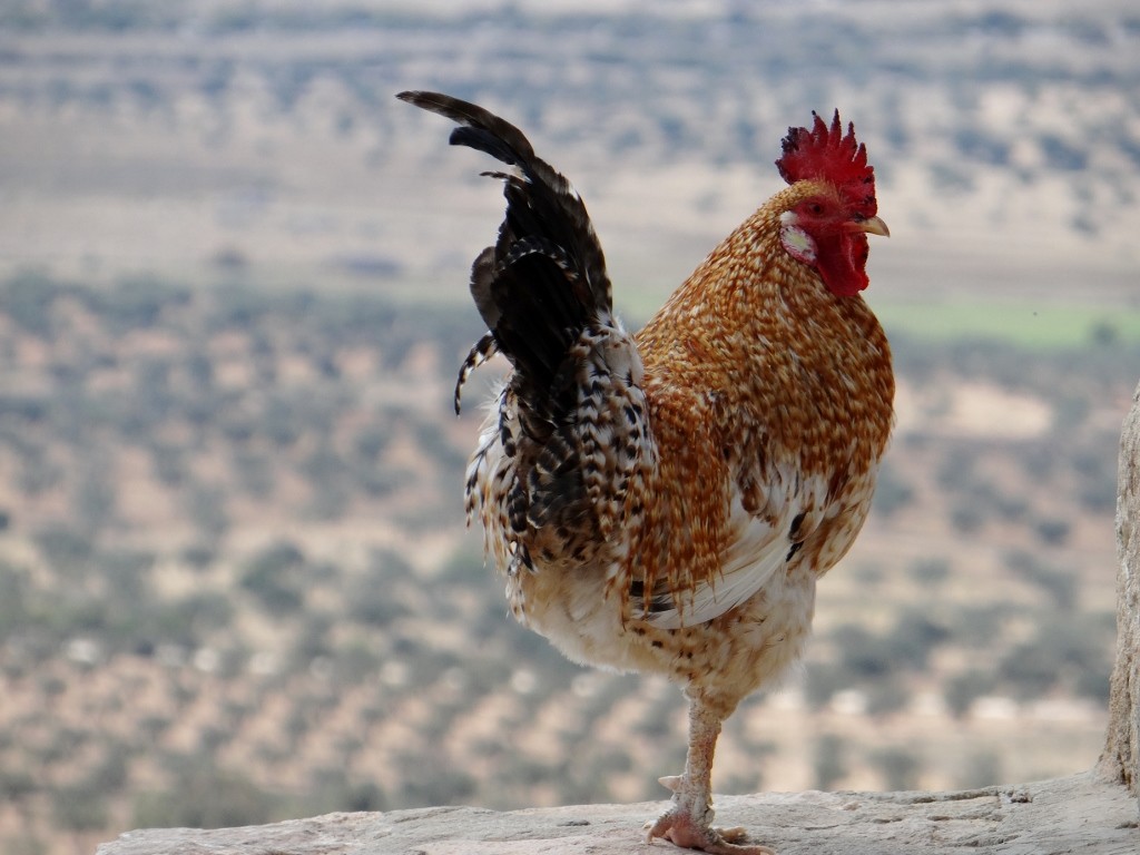 We weren't alone looking down on the world below - chickens and puppies roamed the empty streets