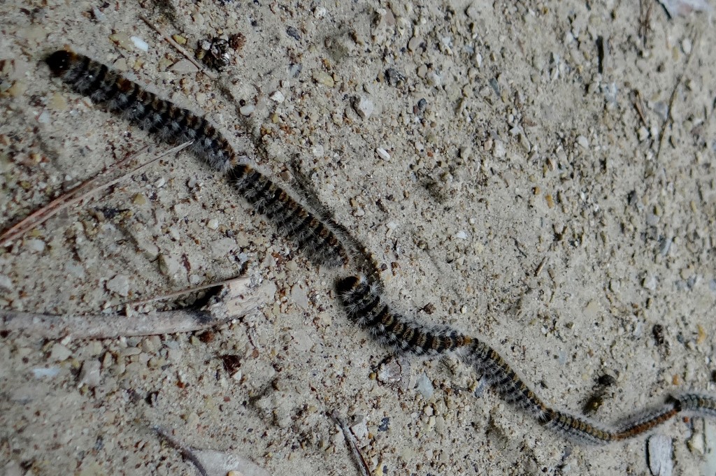 They don't look harmful, but if you have a dog or cat keep them well away - even from where they have been walking as their hairs emit poison.