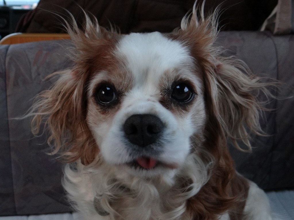 Charlie is now  Italian Cane