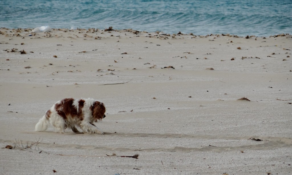 Charlie is writing something in the sand, it might be SOS!
