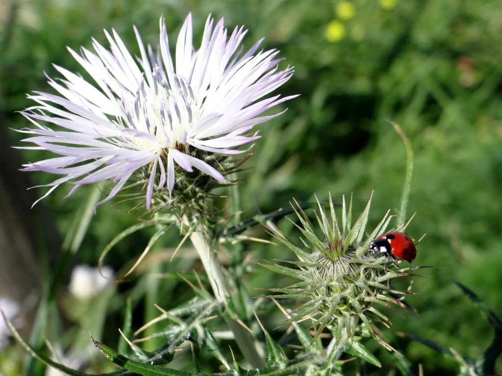 Spring has sprung here in Sicily