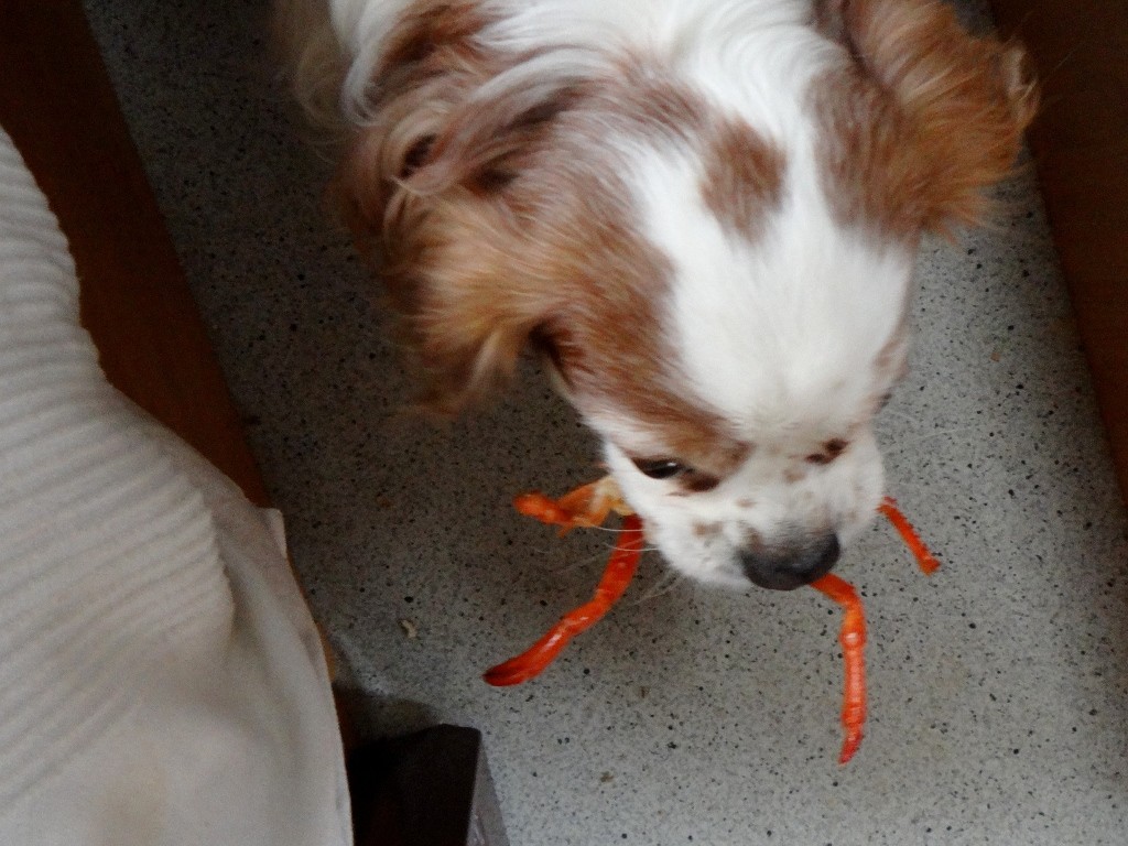 Pampered pooch still managed to score a few legs for a snack