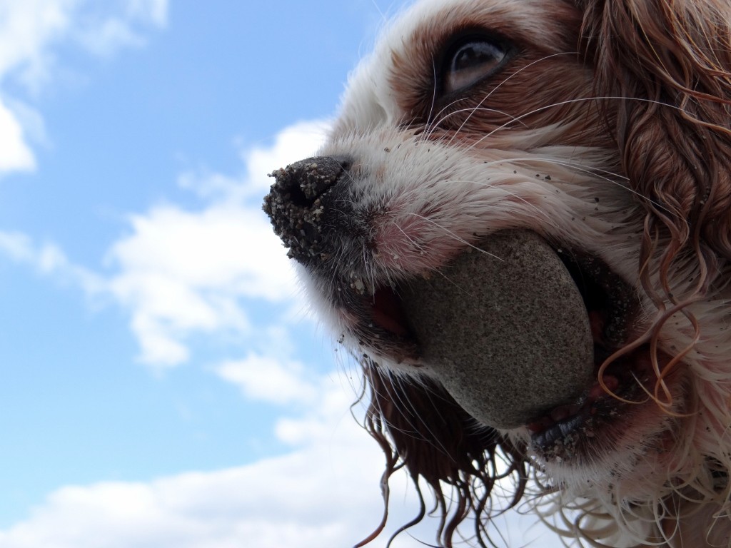 Sometimes he picks up a stone just a bit too big for him to handle