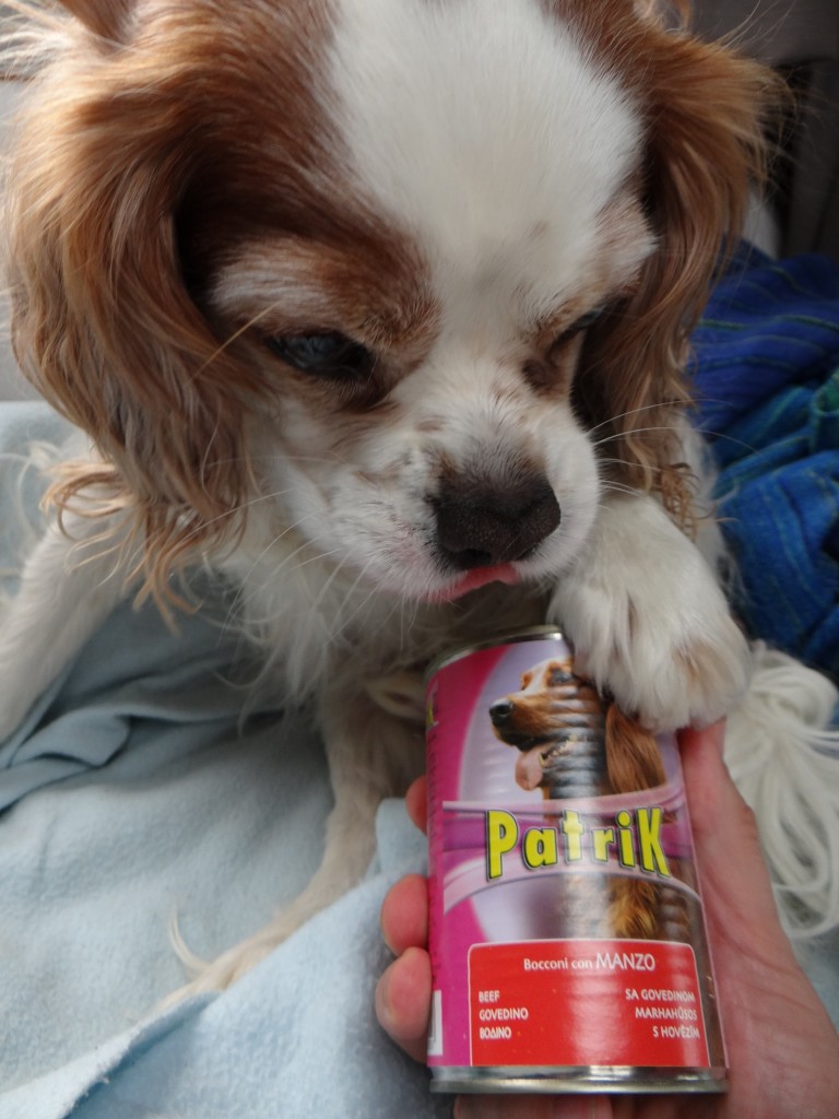 Charlie used to be fed the most expensive of hypoallergenic dog foods, and changing between brands would be staged over a week. These days he gets the cheapest of stuff, scraps from us and the like, and is absolutely fine.