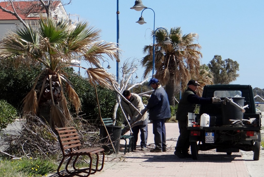 Council workers or opportunistic wood collectors - either way they were quick!