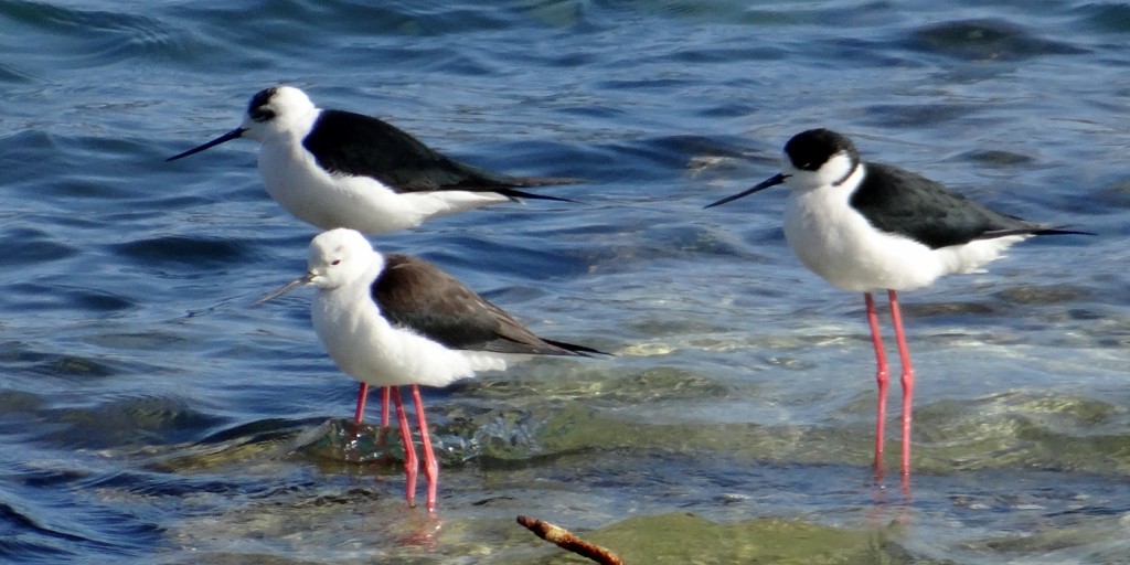 In true Italian fashion style, no two birds like to wear the same outfit.
