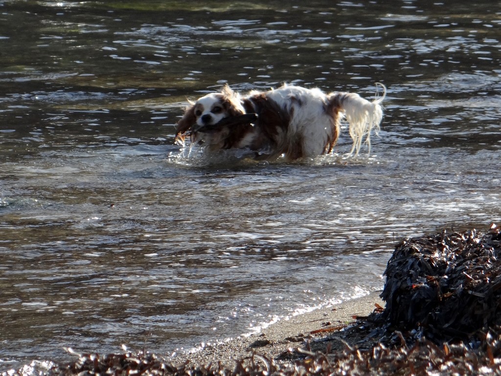 Charlie saves more sticks from the sea.