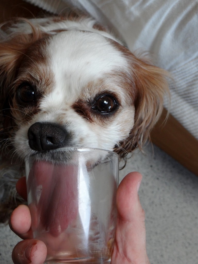 Our Easter 'Deluxe' Tiramisu treat's didn't make it to Easter!