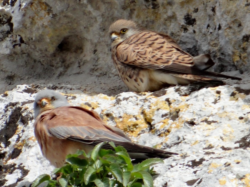 Beady eyes were on us as we explored the town - any idea what these are?