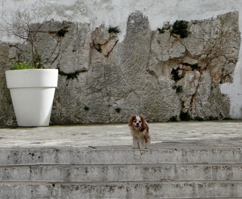 Charlie knows we've gone down a dead end, so he's not wasting his energy to walk down the steps