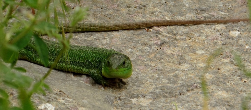 Spotted this fella in the ruins, as well as a snake and a tortoise - but this was the best pic!