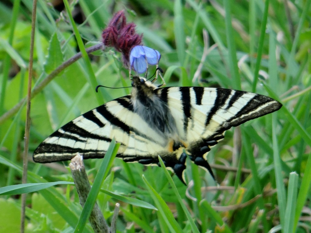 Sneaky wildlife making its bottom look like its head!
