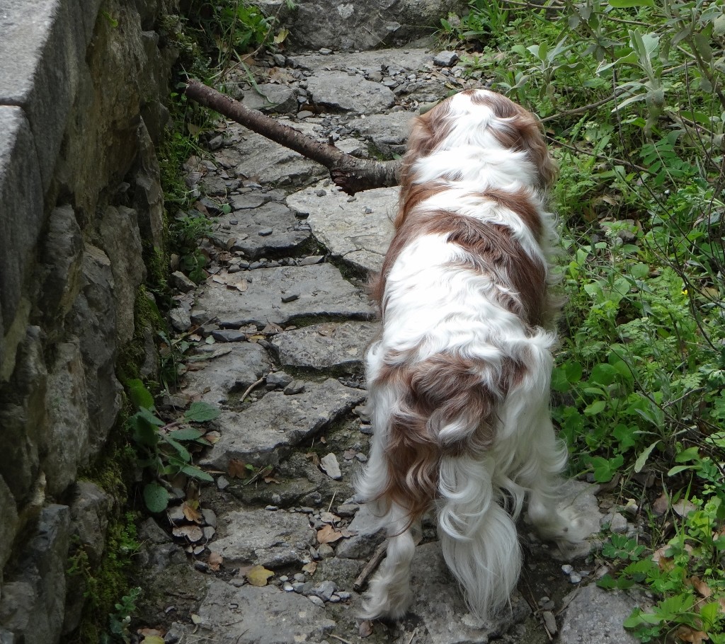 Charlie struggles on his way back with a huge stick