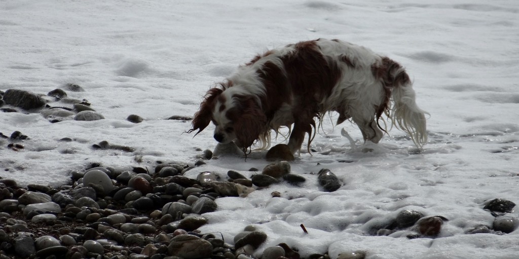 Happy puppy in the sea
