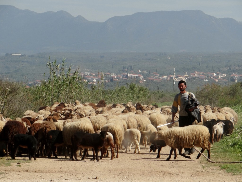 Out of our way sheep - we've got places to be!