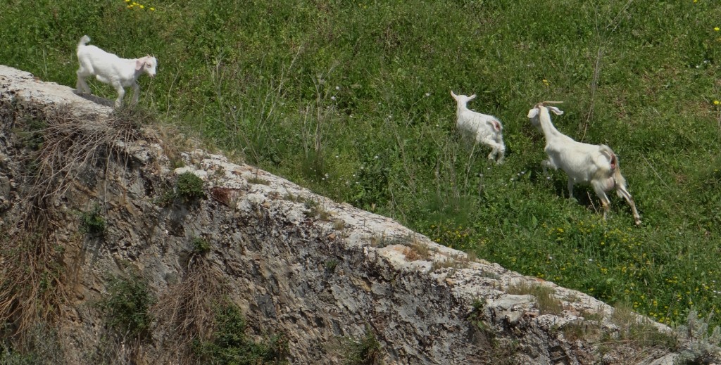 Poor kid couldn't get down off the wall!