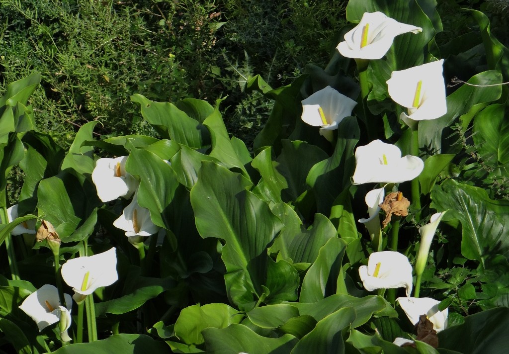 We had these lillies when we got married, never thought I see them growing wild on the side of a castle!