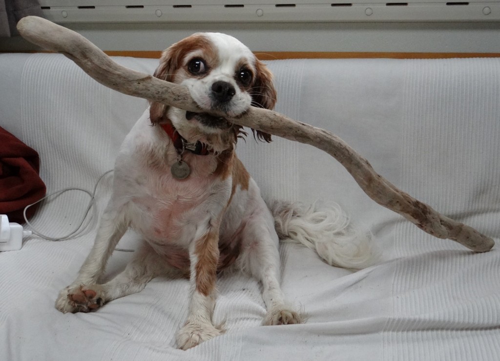 After a morning trip to the beach it becomes clear that Charlie's stick gathering prowess increases, we may have to get a bigger van!