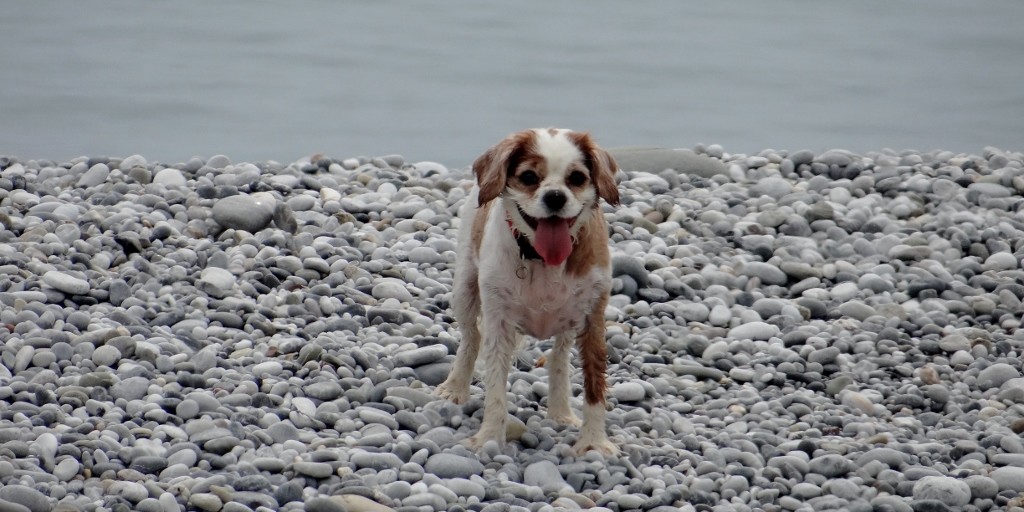 Charlie loves to save stones from the sea, but there were too many for the little puppy on this beach