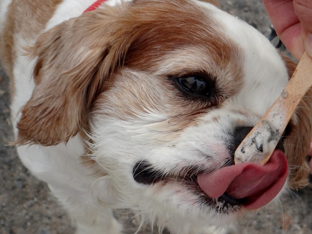 Charlie finishes off my cookie ice cream