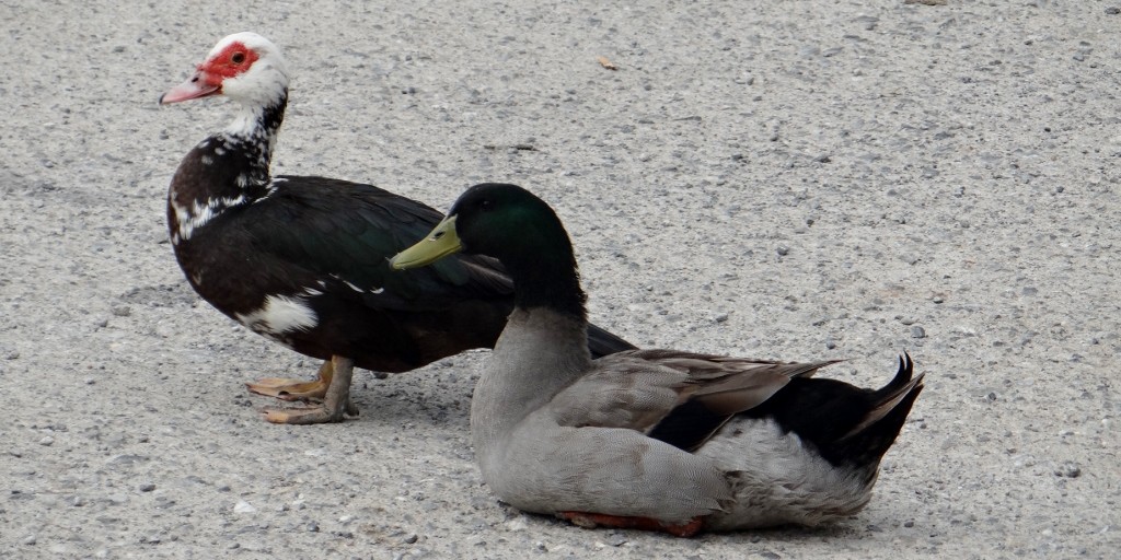 The locals watch the world go by