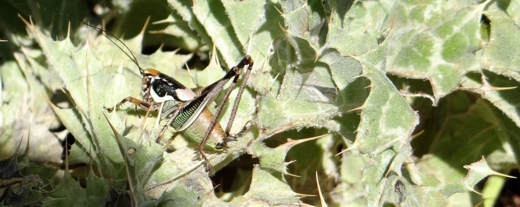 As we walked along you could hear creatures rustling the plants by the path, they were mainly tiny crickets, although once it was a tiny mouse and I screamed the place down - much to Jay's amusement!
