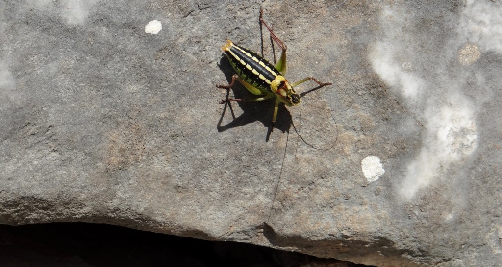 Another brightly coloured bug.