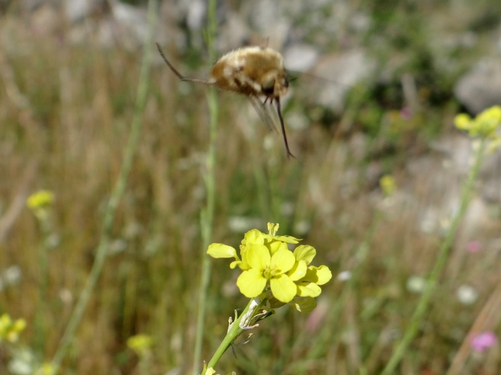 Not a great pic of this little fella, but he buzzes around so quick, I would describe it as a Humming Bird Bee - it flies like a Humming Bird and has a long point it sticks into the flowers to collect the pollen