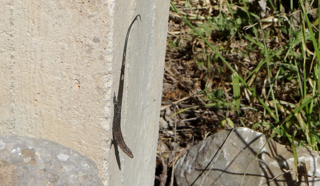 Gravity defying lizard