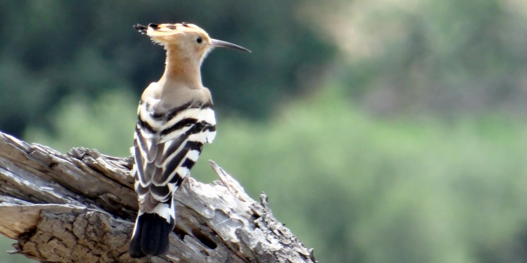 Is this Woody Woodpecker?