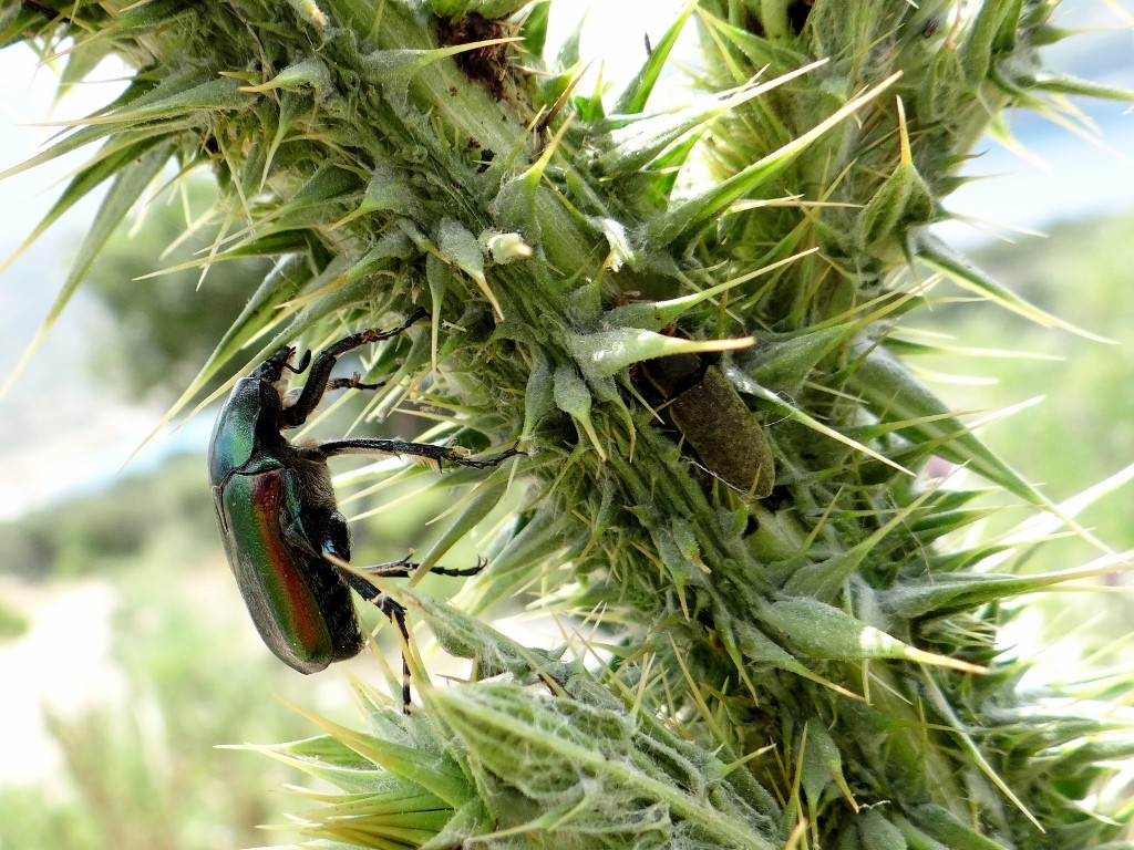 More bugs and spiky plants on the way back