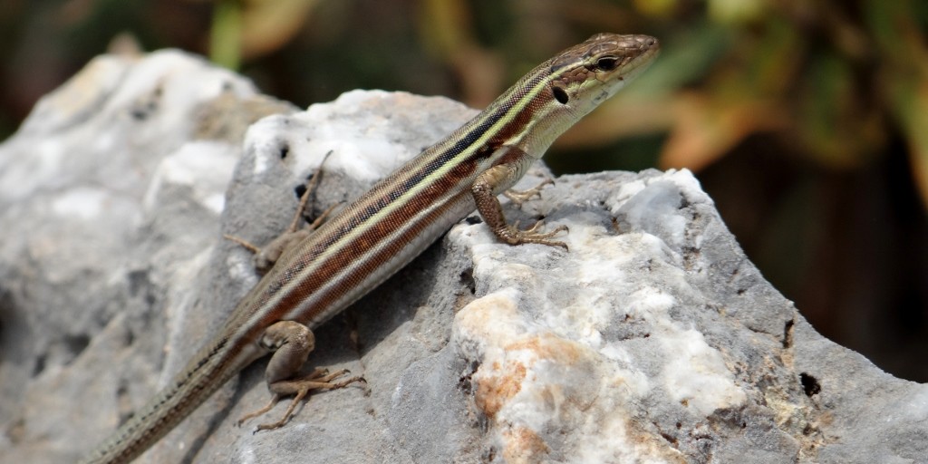 I found out why the big lizards are so big, they're much quicker than the smaller ones. We saw some dash off today that would not look out of place in a pet shop - they were huge!
