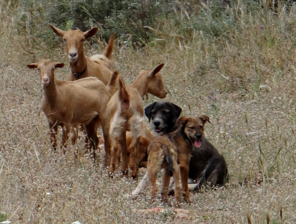 A ruined house served as home for three goat guarding dogs and their 'pack'
