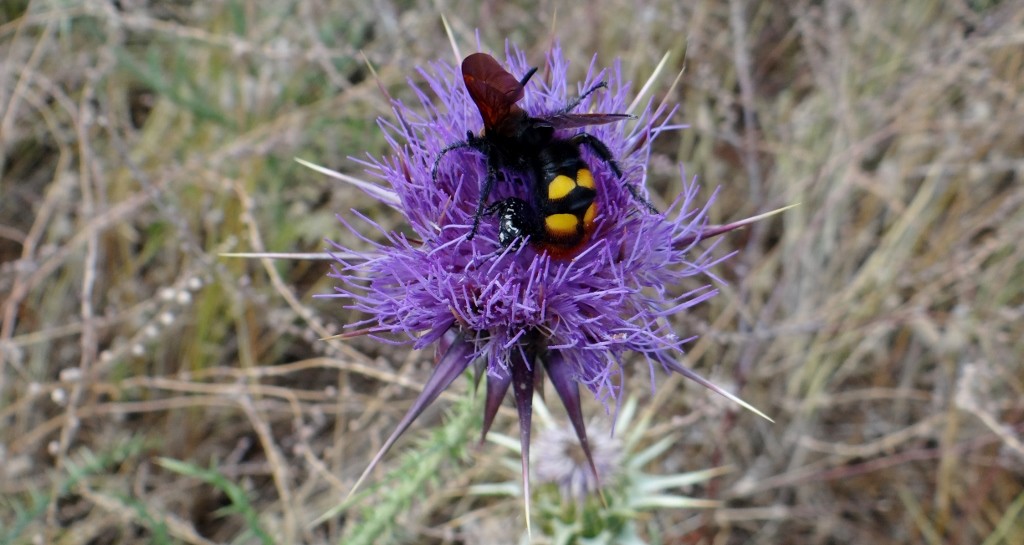 The area around here is rocky and plants mainly scrubby things, but the odd thistle puts on a great display - only to be landed on by a huge bee thing!