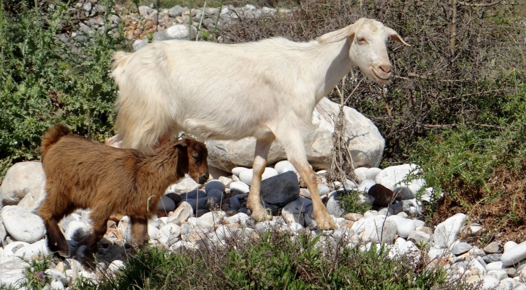 Back at Dave we found him surrounded by goats out on their daily stroll. We sat and watched them while tucking into our pies for lunch, then it was time for a well deserved nap - we're really getting into the swing of Greek life!