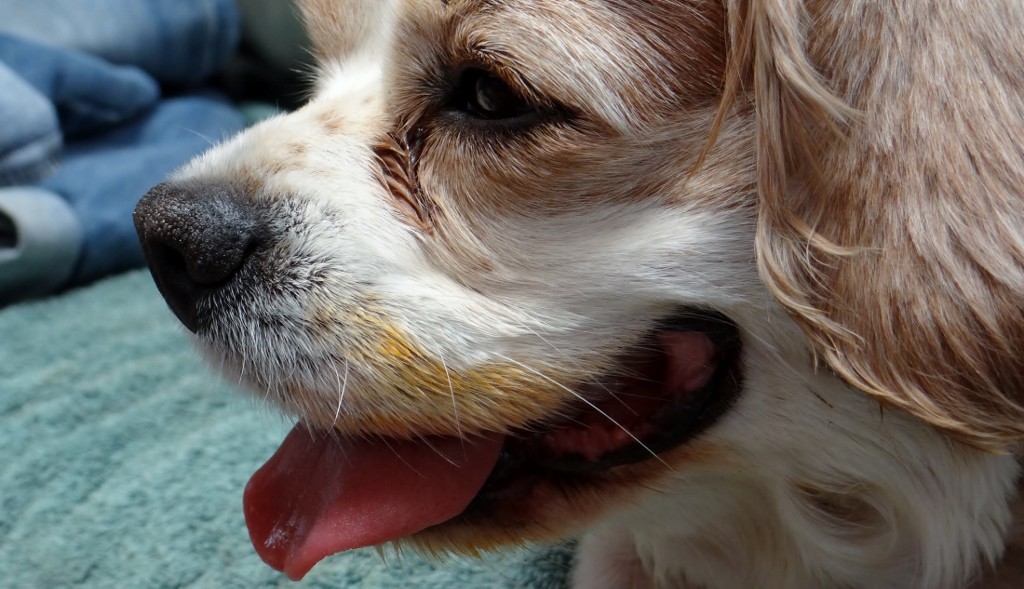 Who has been licking out the meatball tin?