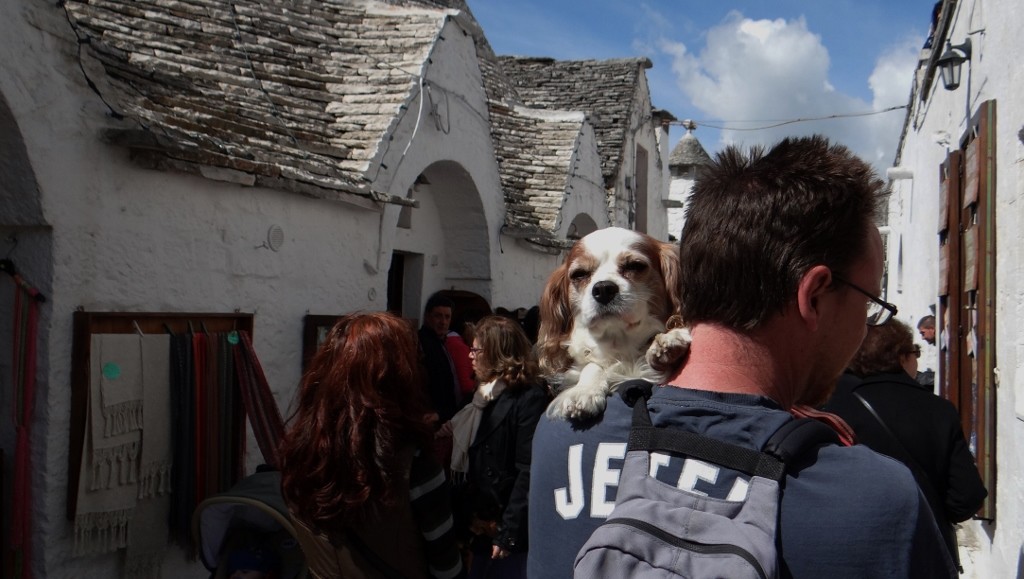 Pampered pooch gets carried so he doesn't become trodden on pooch