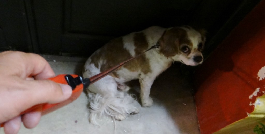 Someone isn't a fan of candle lit processions!