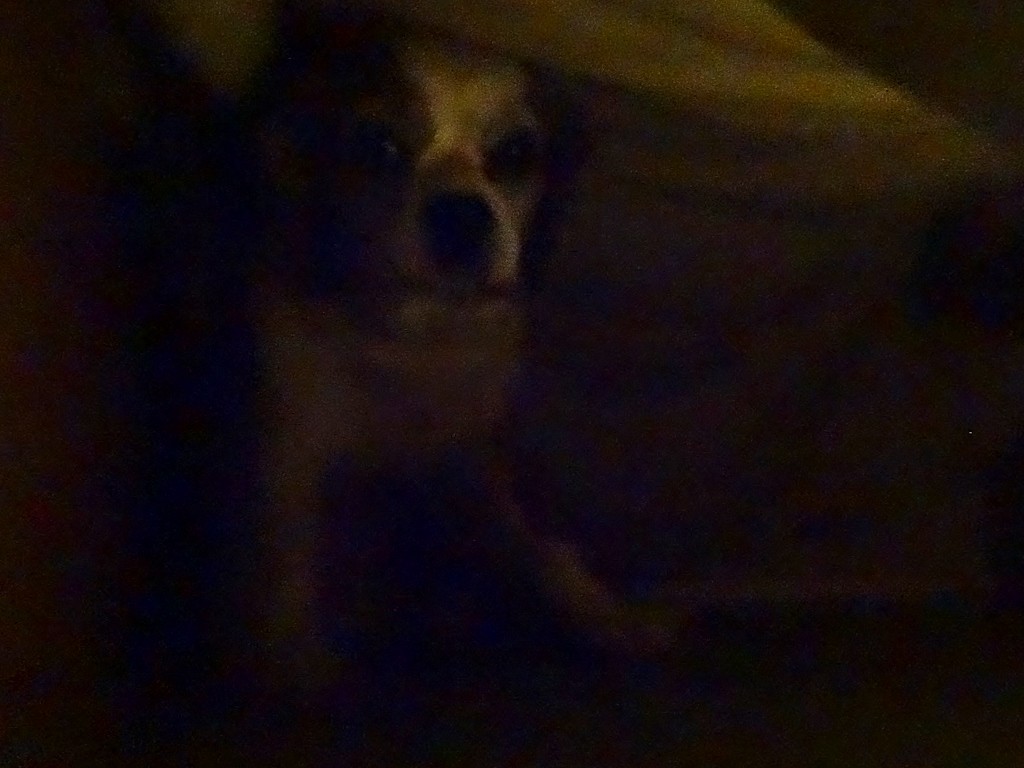 Charlie in his safe den