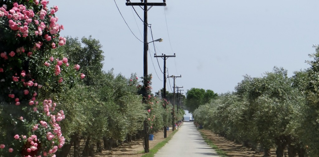 Entrance to our perfect campsite - it's not even an ACSI one, that's how much we liked it!