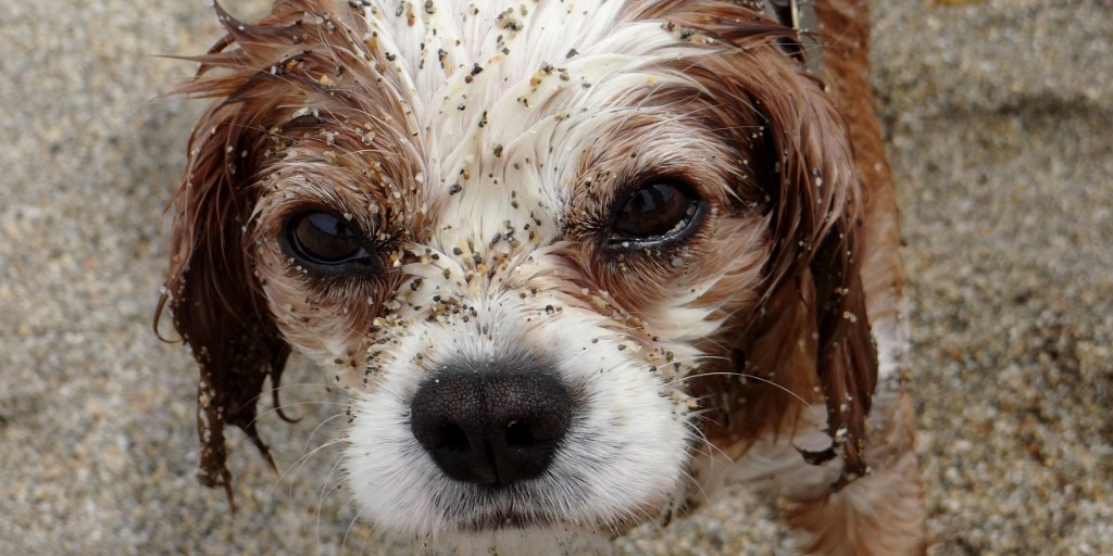 That's what happens when you dry your face in the sand